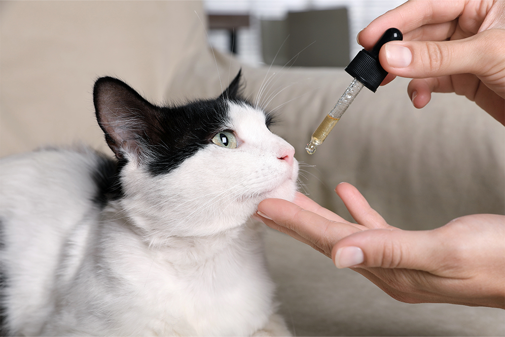 CBD Cat Treats vs Oil. Find calm & relief for your cat with treats or oil. Explore options & choose the best for your furry friend!